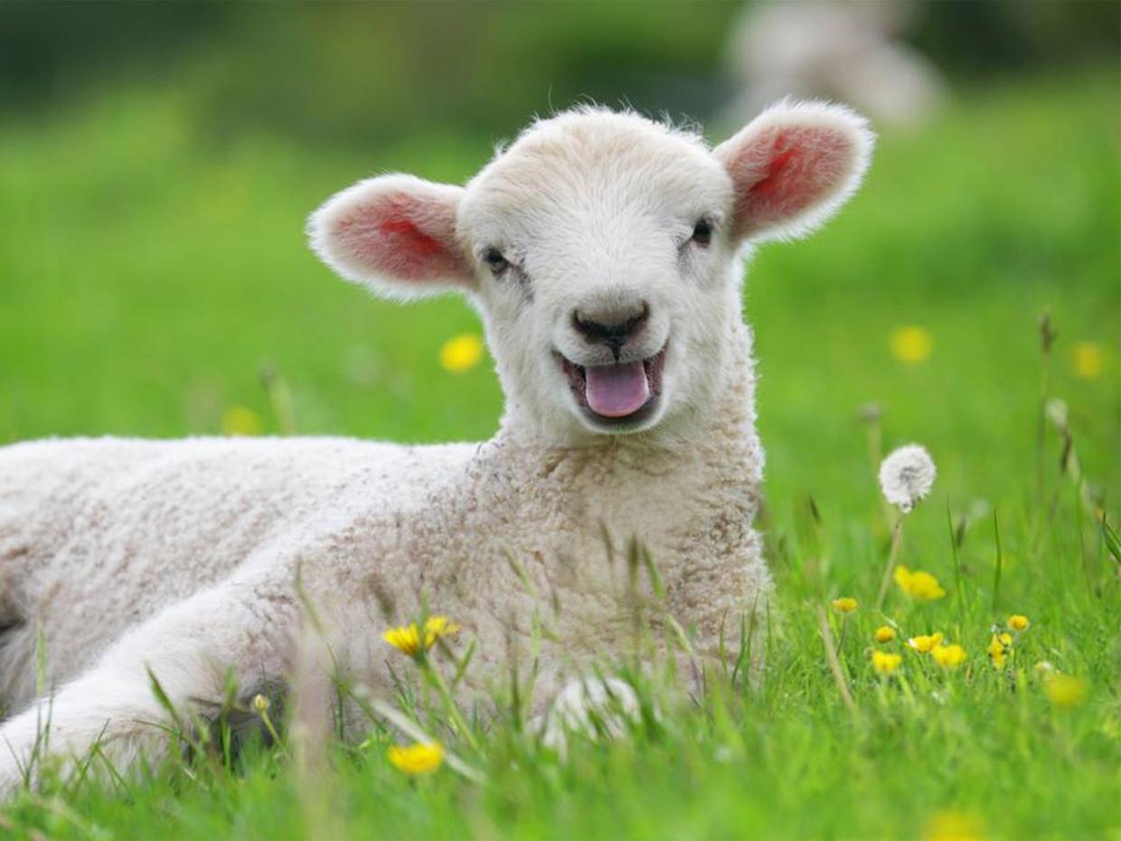 As a child, Mary Sawyer rescued a lamb. Then it followed her to school one day